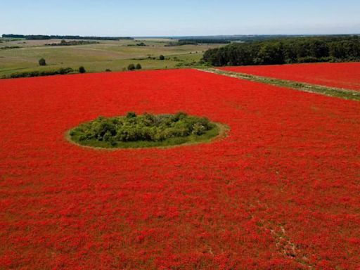 Rewilding creates a sea of red poppies
