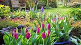 'Beware' of five common but 'dangerous' spring flowers in your garden