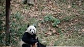 Giant pandas return to nation's capital by end of year | The Excerpt