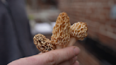 Caution advised when foraging for morel mushrooms