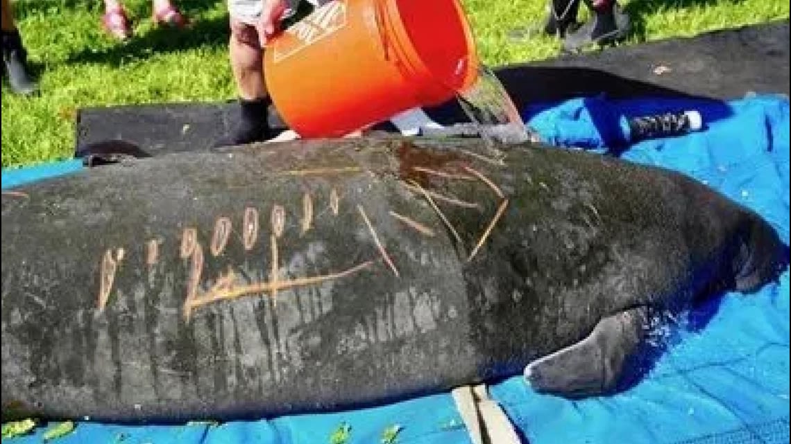 Manatee released back into the wild in Citrus County