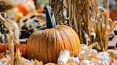 Pumpkin fright? Drought throws growers challenges, but gourds remain available