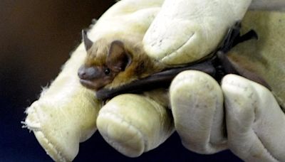 Bat rabies case confirmed in Washtenaw County