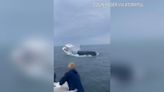 Whale surfaces, capsizes fishing boat off New Hampshire coast