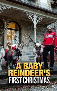 A Baby Reindeer's First Christmas