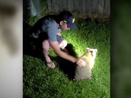 Caught on camera: Man hailed as a hero for saving choking raccoon