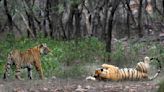 Los tigres prosperan en India entre reclamaciones indígenas