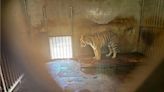 陸動物園20頭東北虎「非正常死亡」 陸專家再籲制定動物福利法 - 兩岸