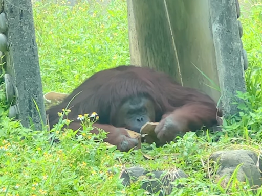 快訊/曾演出電影！壽山動物園人氣紅毛猩猩「咪咪」離世 園方不捨發聲了