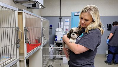 When boom of fireworks cause pets to panic, Las Vegas shelter ready to help