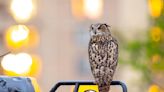 Who freed Flaco? One year later, celebrity owl's escape from Central Park Zoo remains a mystery