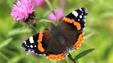 'Shocking' drop in butterfly numbers - charity