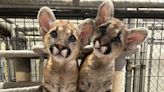 Orphaned mountain lion cubs found a home in an AZ sanctuary. Now, they need names