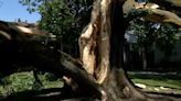 When temperatures go up, tree limbs fall down, arborists warn of heat-stressed trees