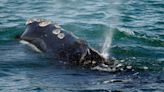 Feds deny emergency call to slow ships to ease whale strikes
