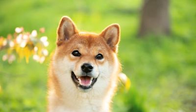 Is Shiba Inu a Good Buy While It Trades Below $0.01?