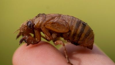 Cicadas are so noisy in a South Carolina county that residents are calling the police