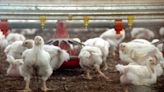 State agency ignored court decision, now seeks to ease chicken farm rules, critics say