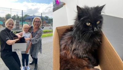 Missing Cat Reunites With Family After Nearly a Decade