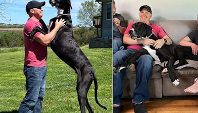 World's Tallest Male Dog And 'Best Giant Boy' Dies Just Days After Setting Record