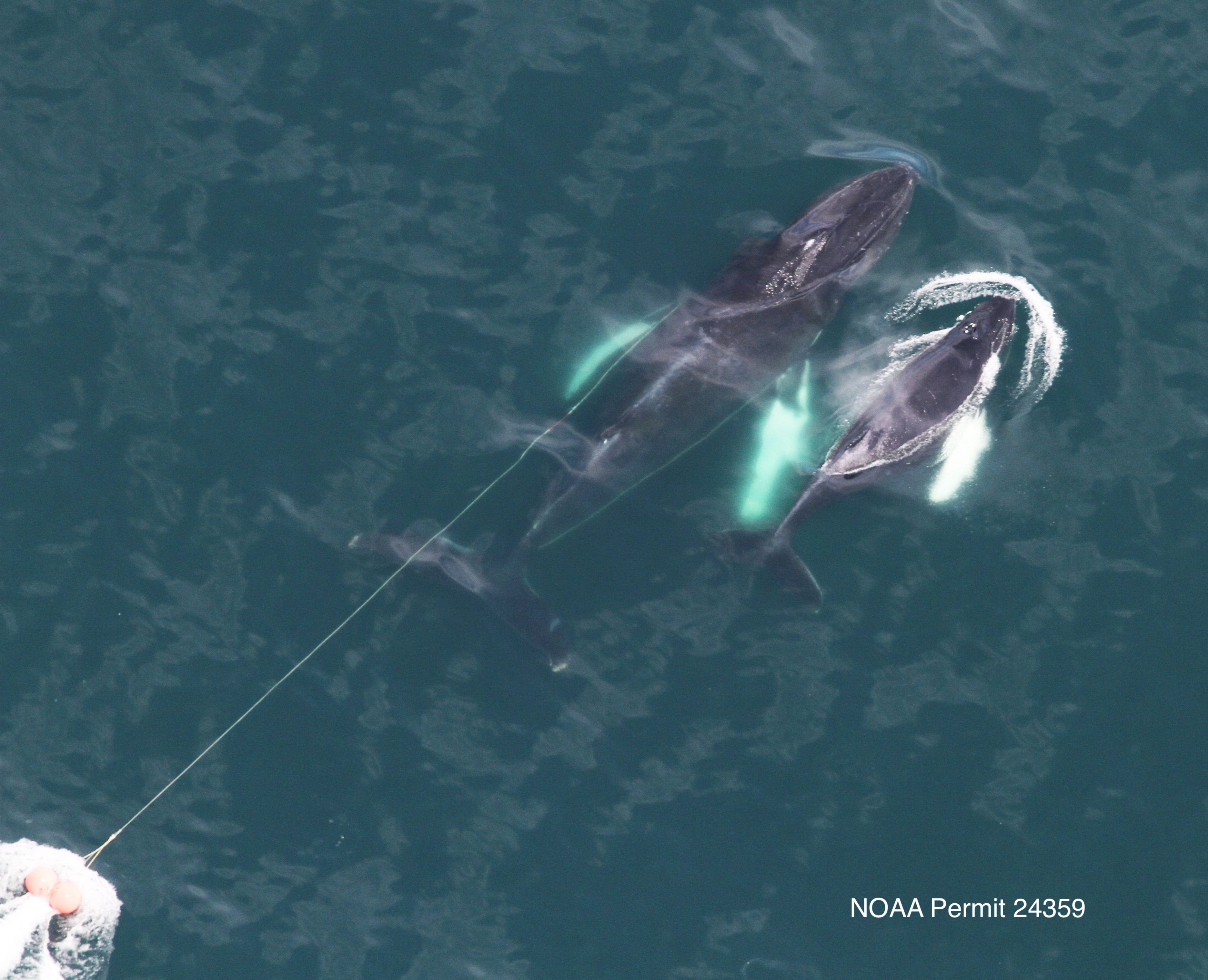 Humpback whale mom trailing fishing line is 2nd rescue by Provincetown group in 2 weeks