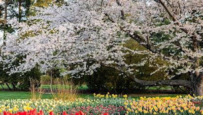 It's peak tulip time at Hershey Gardens and Longwood Garden; here are designers' favorites [photos]