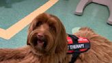 Terapeuta de cuatro patas: Kira, la perra que revoluciona los servicios médicos pediátricos y ayuda a los chicos internados