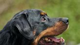 Cool Video Shows What Different Dog Breeds Looked Like 100 Years Ago Versus Now