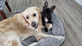 'Out of Control' Golden Retriever Reveals 'His Loving Side' After Befriending French Bulldog