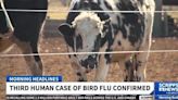 US Confirms Third Human Infection of Bird Flu in Michigan