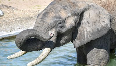 Male elephants use deep rumbles to signal when it is time to go