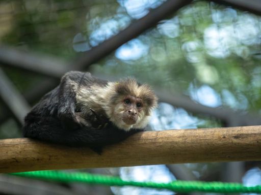 Animales del Simón Bolívar dejarán el zoológico: le contamos cuál será su hogar temporal