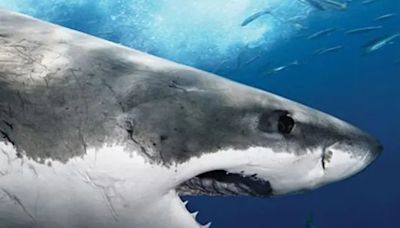 Shark Attack Files Season 2 Streaming: Watch & Stream Online via Disney Plus & Hulu