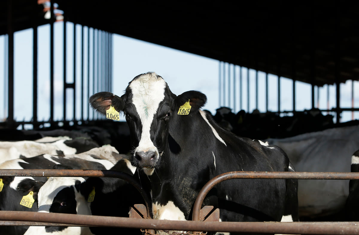 Maine dairy industry is on alert to protect milk supply from avian flu