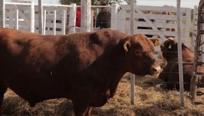 Este año los toros de las cabañas santafesinas tuvieron un retraso en su valoración en kilos de novillo