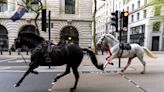 Two horses which ran loose in London ‘in a serious condition’, minister says