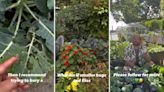 Gardener reveals incredible, natural method to keep pests from eating your plants: ‘[It] acts as a natural bug repellent’