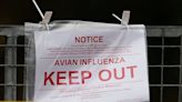 La OMS confirmó la primera muerte humana por gripe aviar