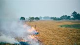 Long-duration paddy variety use continues in Punjab despite environmental concerns: Report