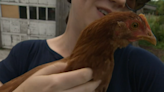 Hitchhiking chicken reunited with owner after winding up in Vermont’s biggest city