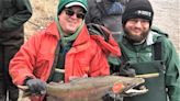 Spawning Catharine Creek rainbow trout are healthy, big. What that means for anglers