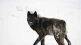 Idaho board drops wolf-killing proposals submitted by trapper without ranchers’ knowledge