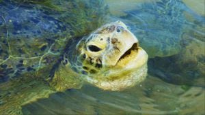 Happening today: Rescued sea turtles to be released in Ponce Inlet