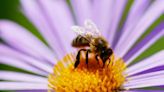 Albuquerque asks for residents to protect New Mexico pollinators