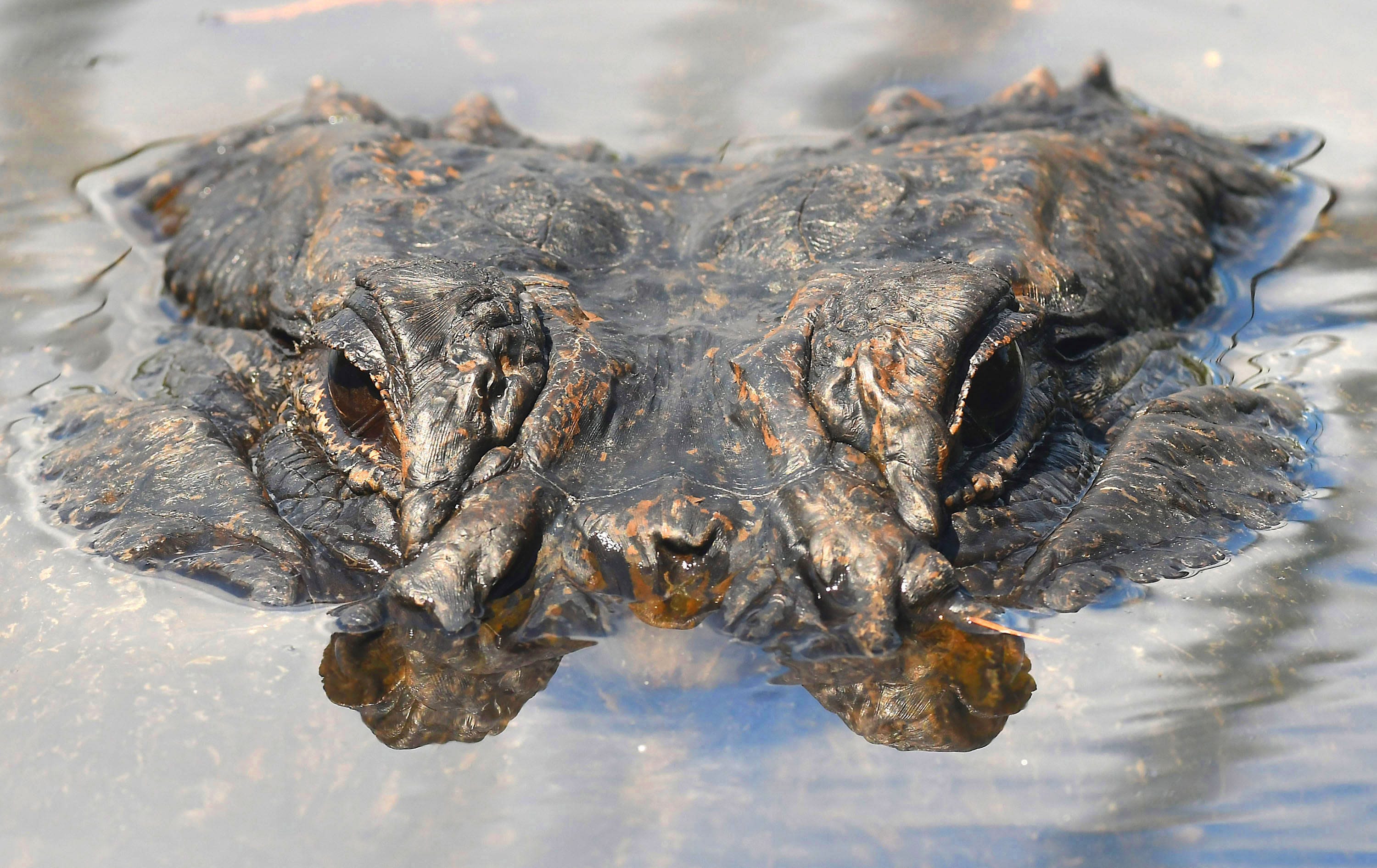 Where can you hunt alligators in northwest Louisiana? LDWF releases list of locations