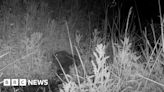 First beaver born in Northumberland for 400 years