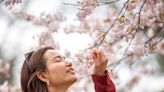 Tens of thousands head to Toronto parks to take in the fleeting beauty of cherry blossoms