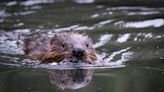 Beavers to return to Cairngorms after 400 years