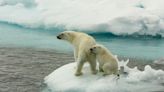 Cambio climático: así es la lucha desesperada de los osos polares por encontrar comida en un Ártico que se derrite