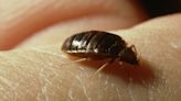 'I'm a pest expert - this £1 hack will keep bed bugs away this summer'